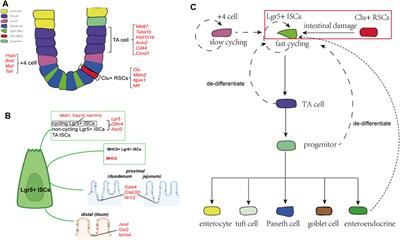 Single-Cell RNA Sequencing for Analyzing the Intestinal Tract in Healthy and Diseased Individuals